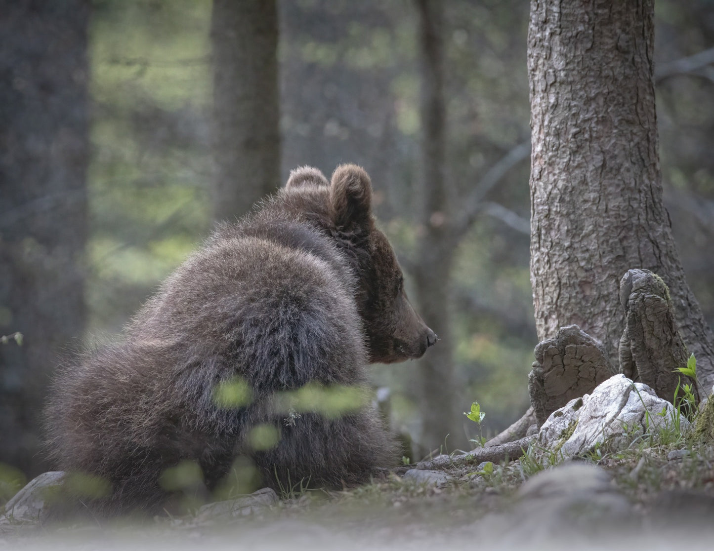 CUCCIOLO DI ORSO BRUNO