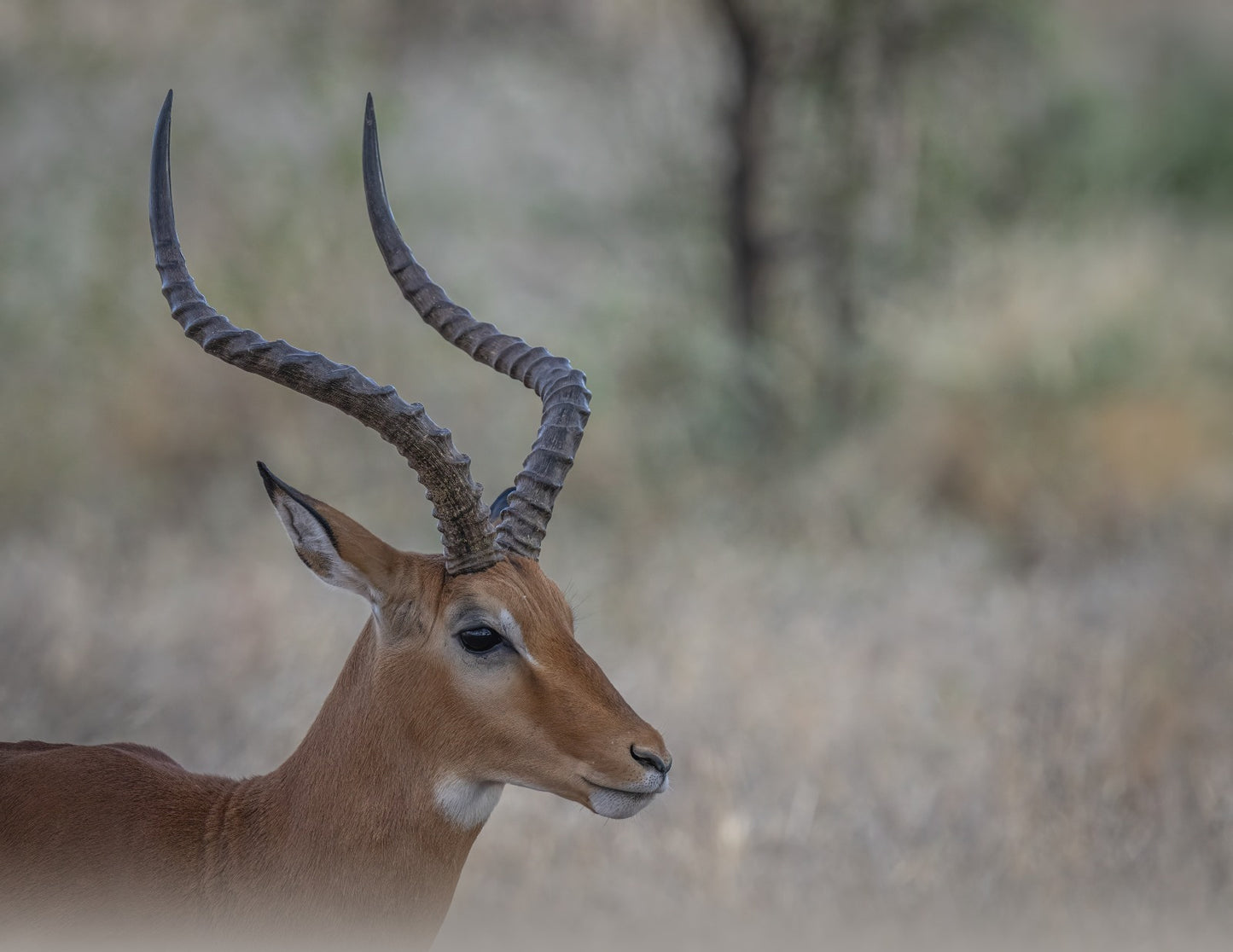 IMPALA