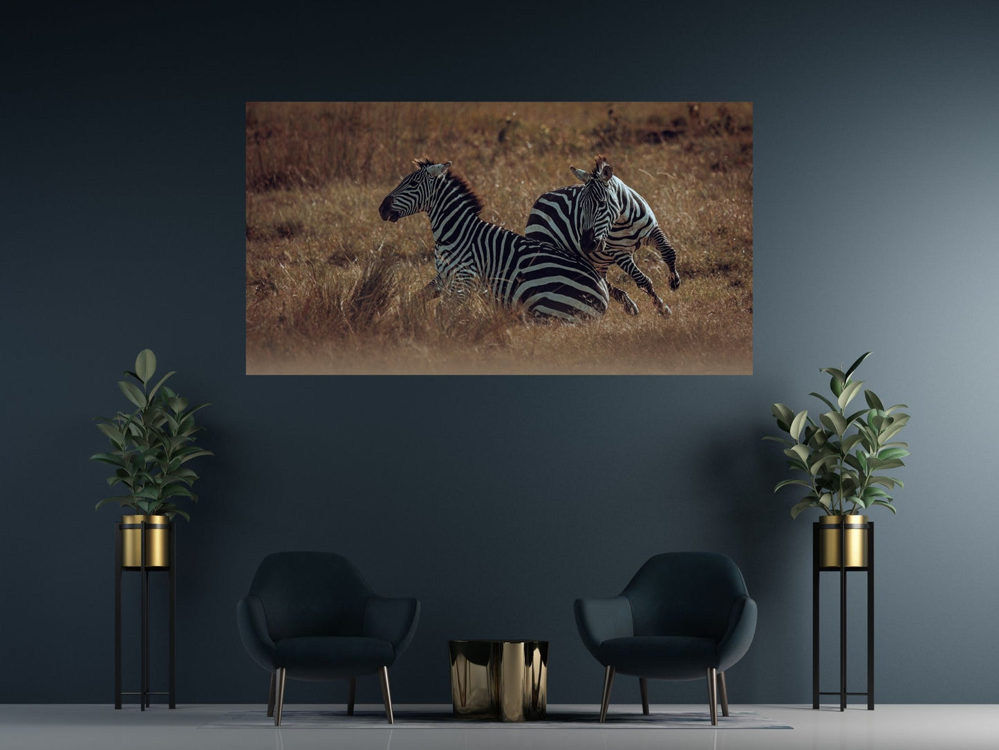 SCONTRO TRA ZEBRE
