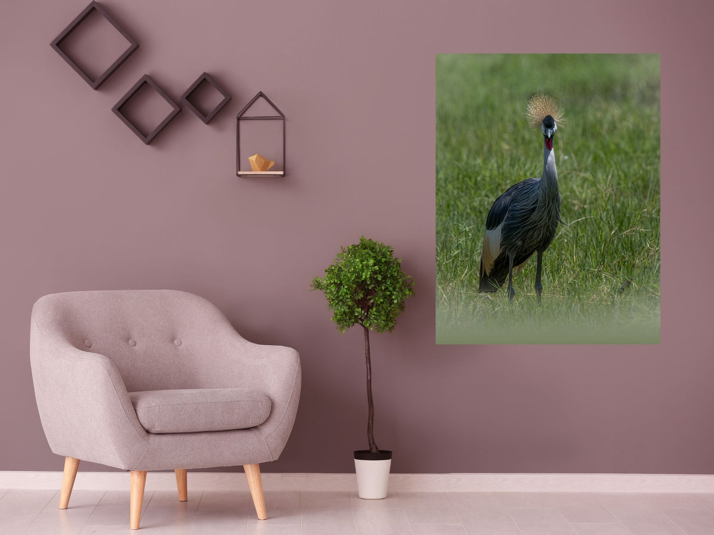 GRU CORONATA