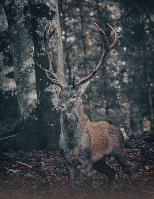 IL CERVO IN FORESTA