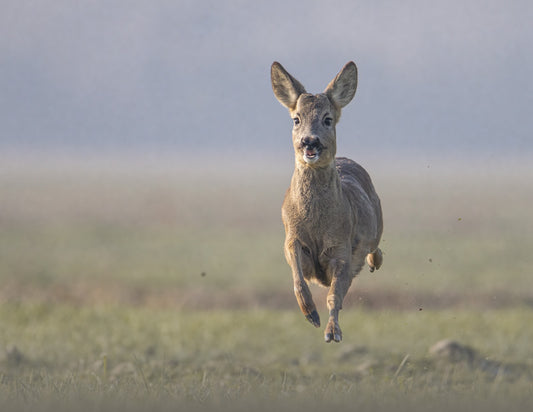 SORRISO IN VOLO