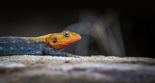 AGAMA