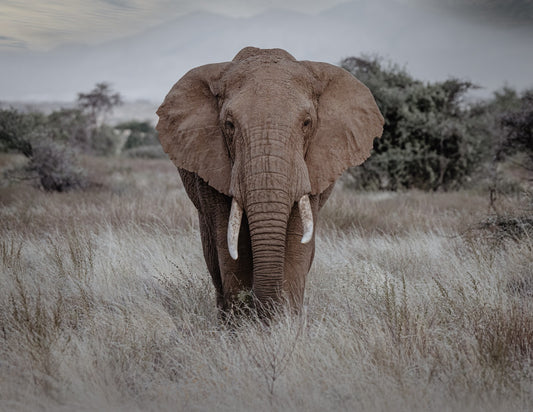 ELEFANTE