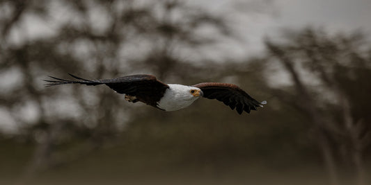 FISH EAGLE