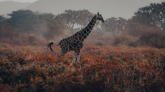 LA GIRAFFA E LA LEONESSA