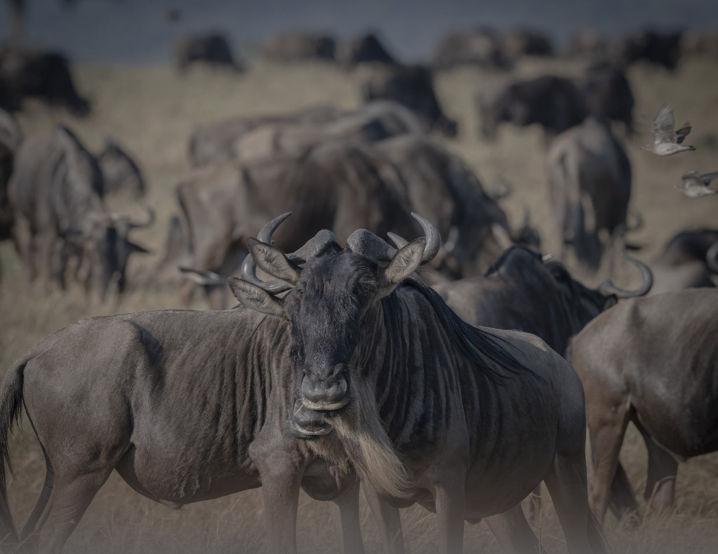 GNU