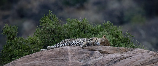 LEOPARDO SULLA ROCCIA