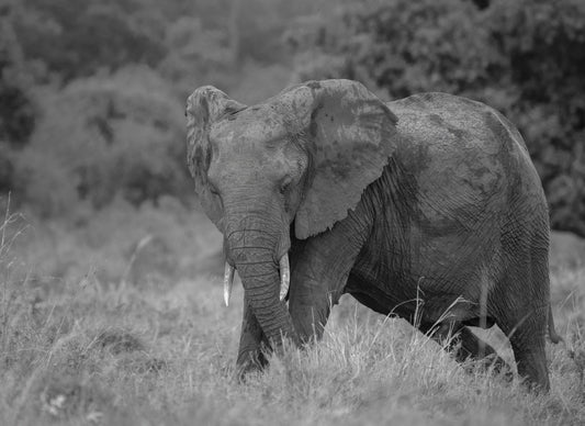 L'INCHINO DELL'ELEFANTE