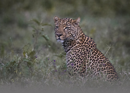 LEOPARDO