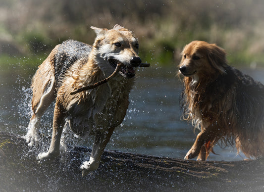 DOG PHOTOGRAPHY