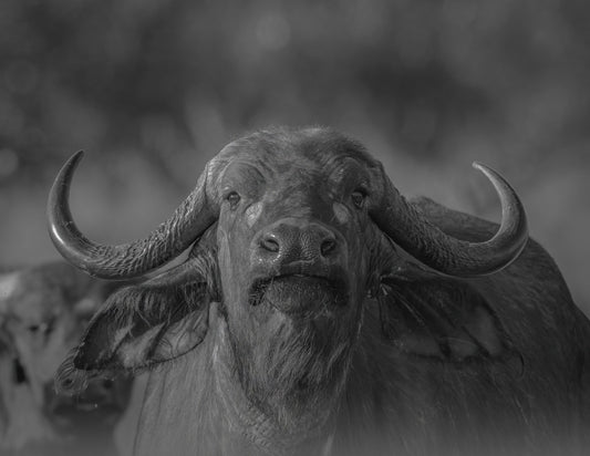BUFALO AFRICANO