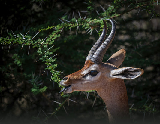 GERENUK
