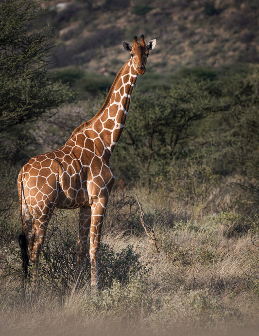 GIRAFFA RETICOLATA