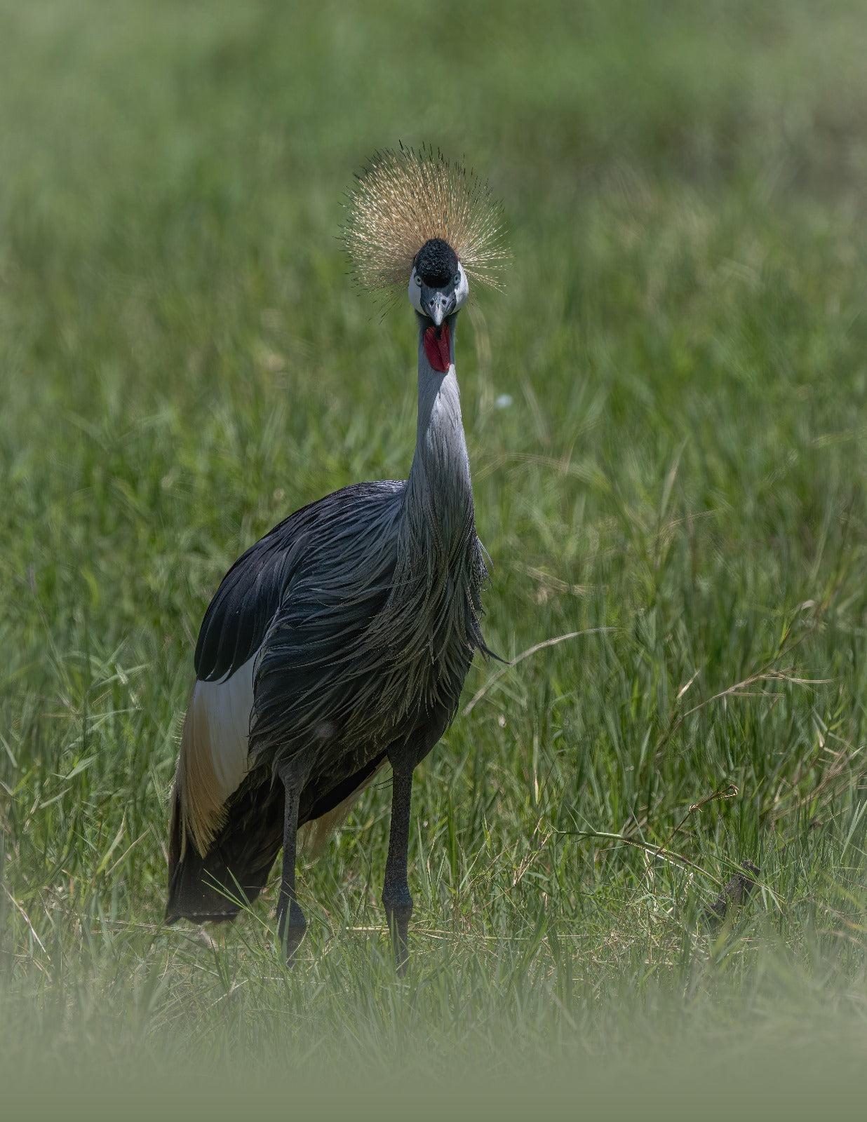 GRU CORONATA
