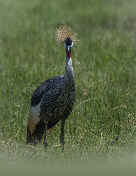 GRU CORONATA