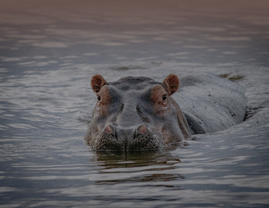 IPPOPOTAMO