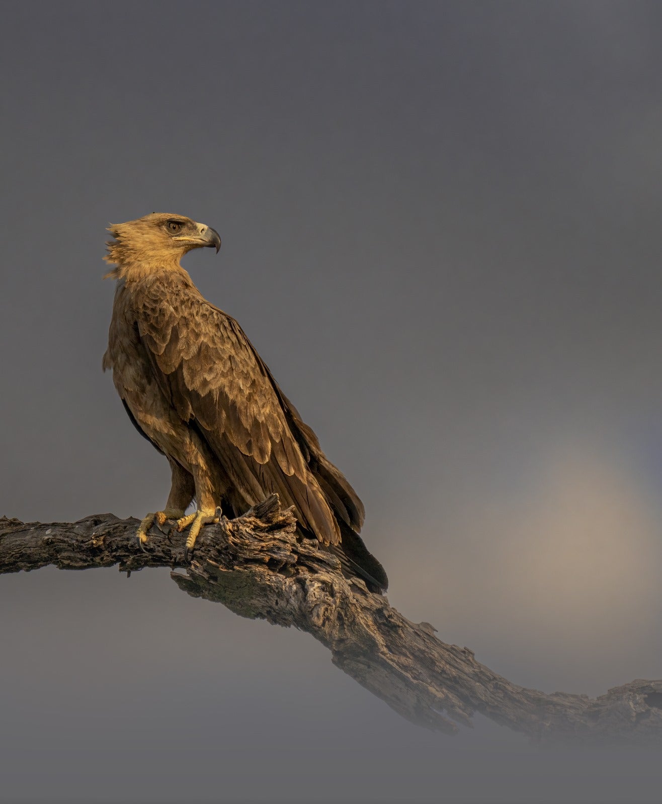 TAWNY EAGLE