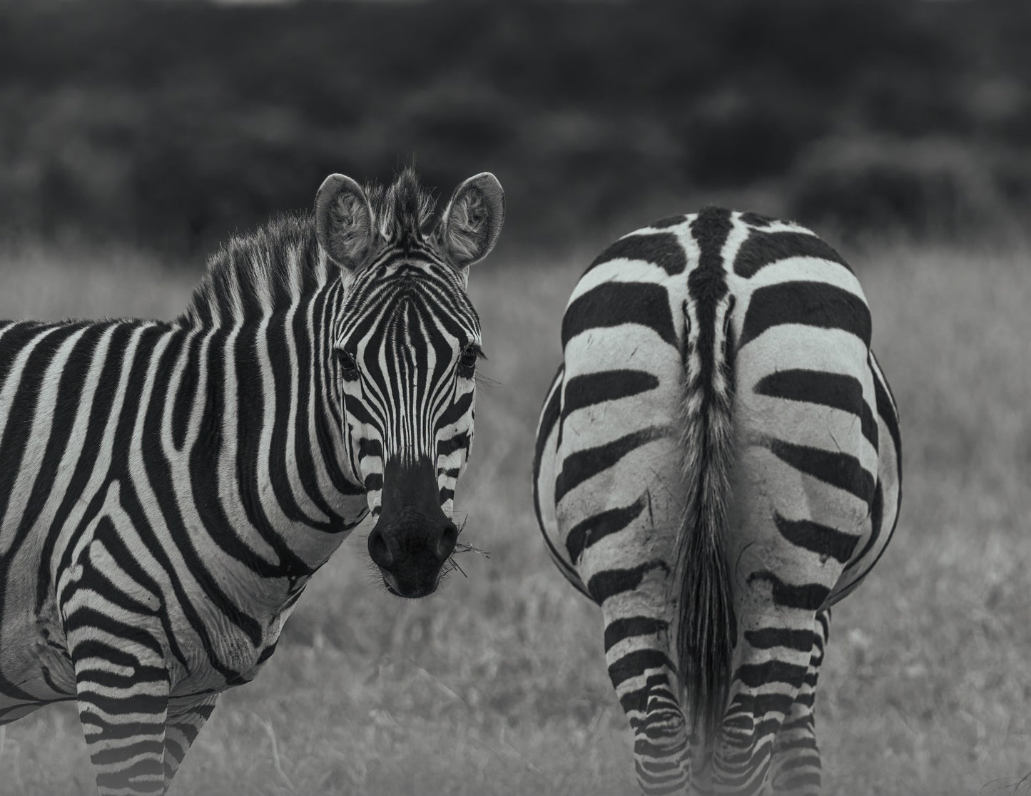 SIMMETRIA DI ZEBRE